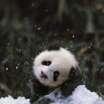 Panda plays in snow at National Zoo