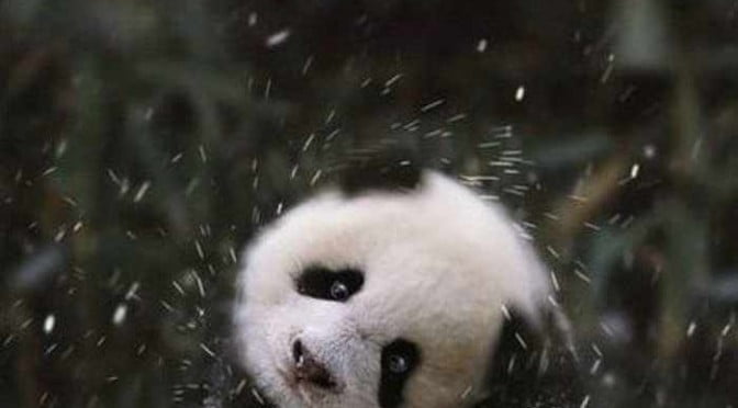 Panda plays in snow at National Zoo